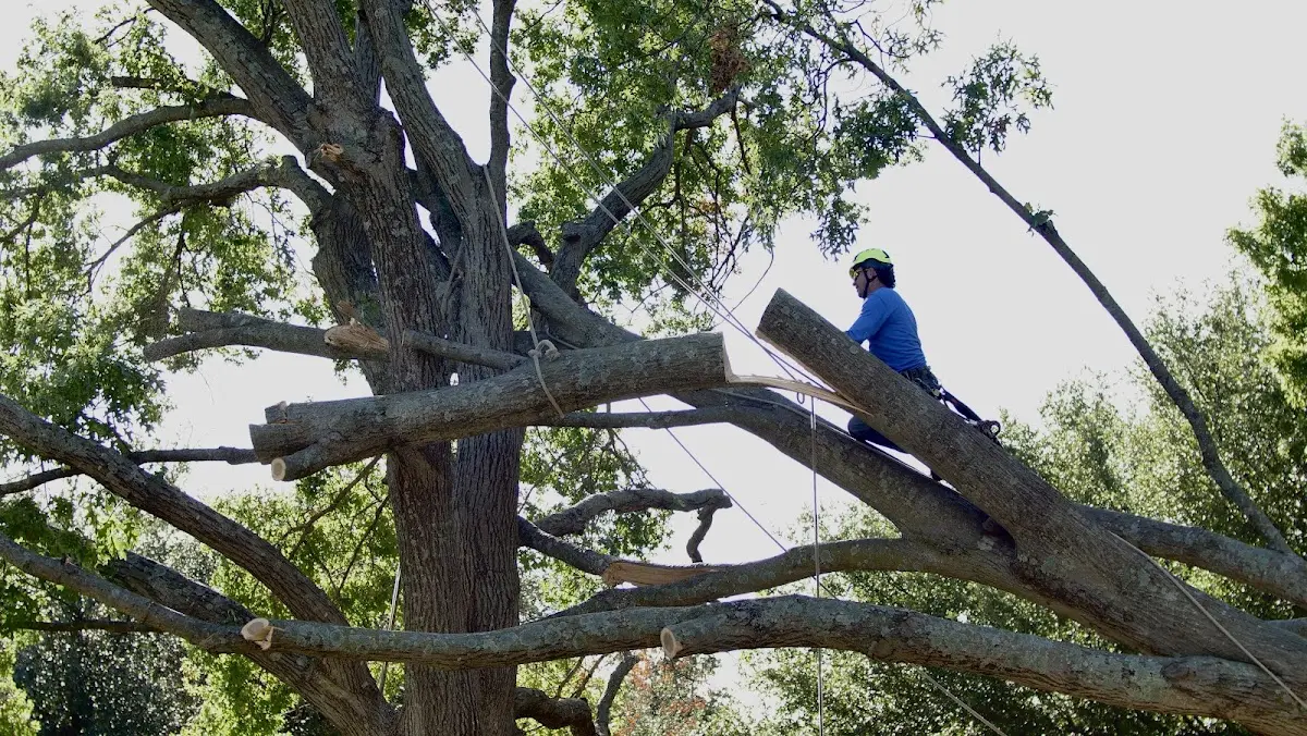 Professional Crown Thinning performed by certified arborists in Tok